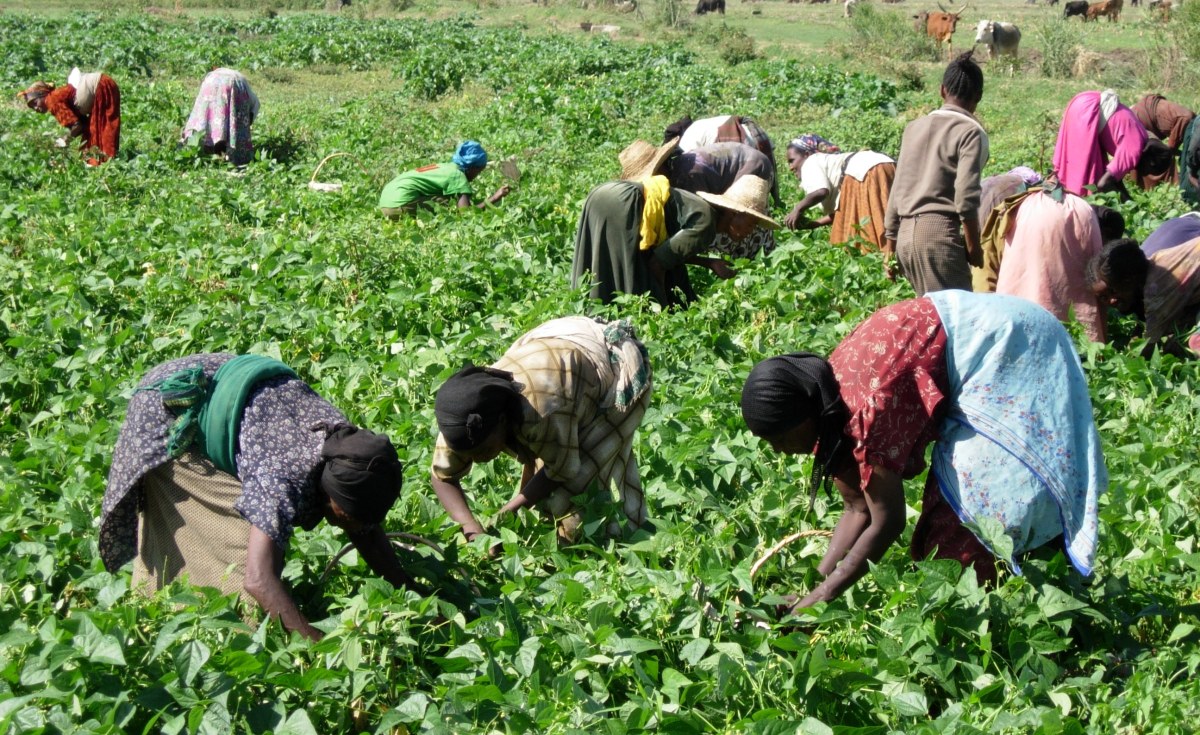 Agriculture et Industrie coordonnent leurs efforts pour consolider les chaînes de valeur au Sénégal