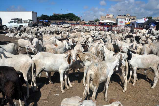 Élevage : le Sénégal déploie un programme de 51 milliards FCFA dans les 14 régions