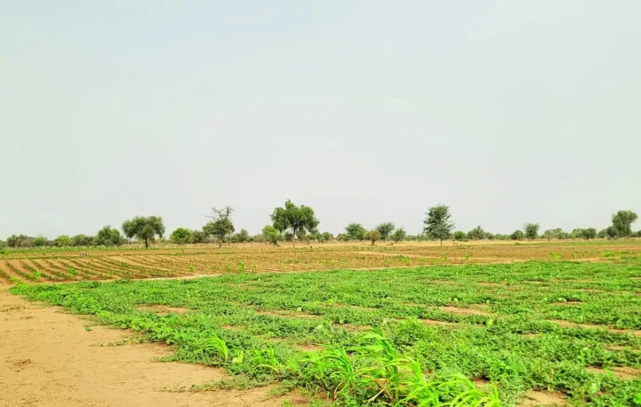 Kédougou : une saison des pluies capricieuse met en péril la campagne agricole 2026-2027
