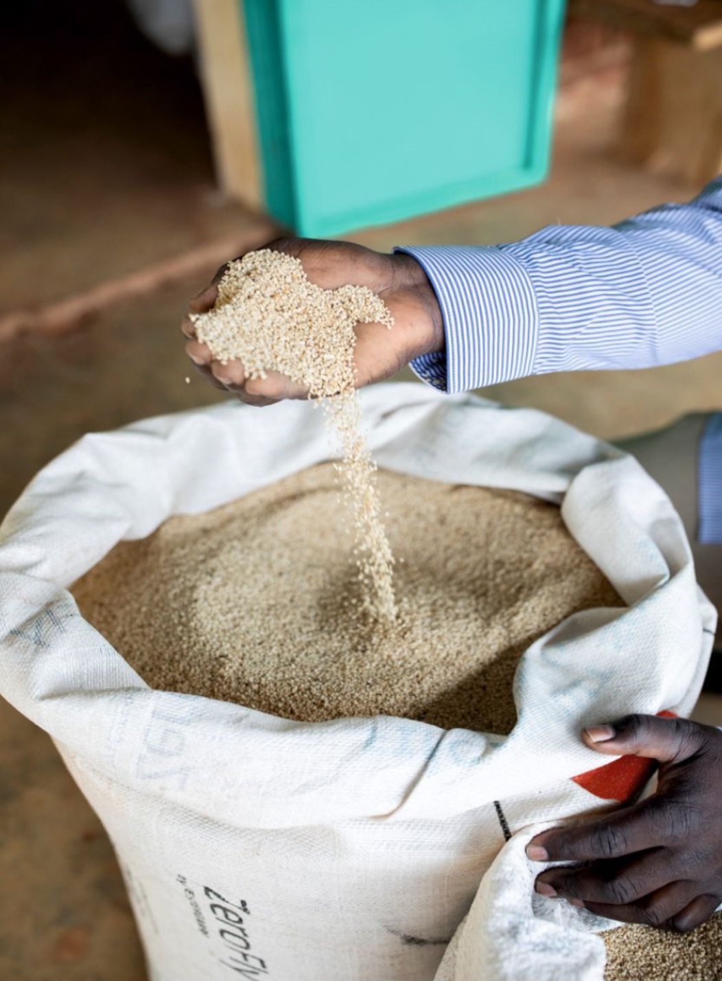 Sénégal : la filière sésame réclame des équipements pour doper sa production